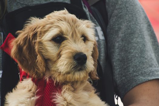 Close-up of a cute Golden Doodle puppy being carried outdoors in a red harness.