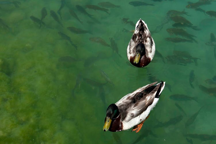 Mallard Ducks On Water