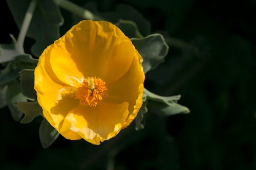 免费 植物群, 特写, 罌粟花 的 免费素材图片 素材图片