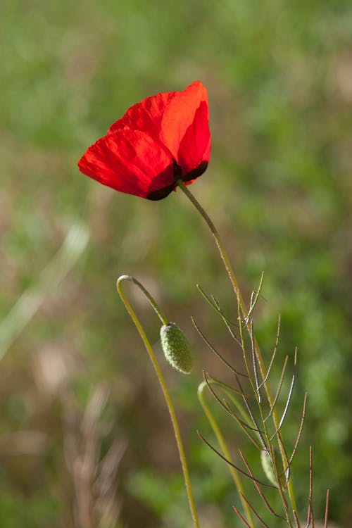 Gratuit Imagine de stoc gratuită din a închide, floare roșie, floră Fotografie de stoc