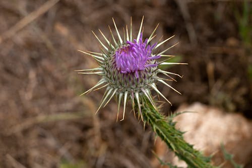 Purple Flower in Tilt Shift Lens