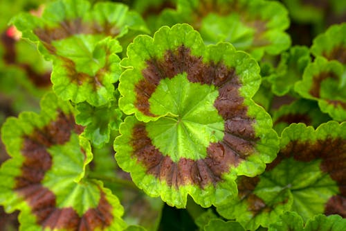 Green and Brown Leaves in Close Up Photography