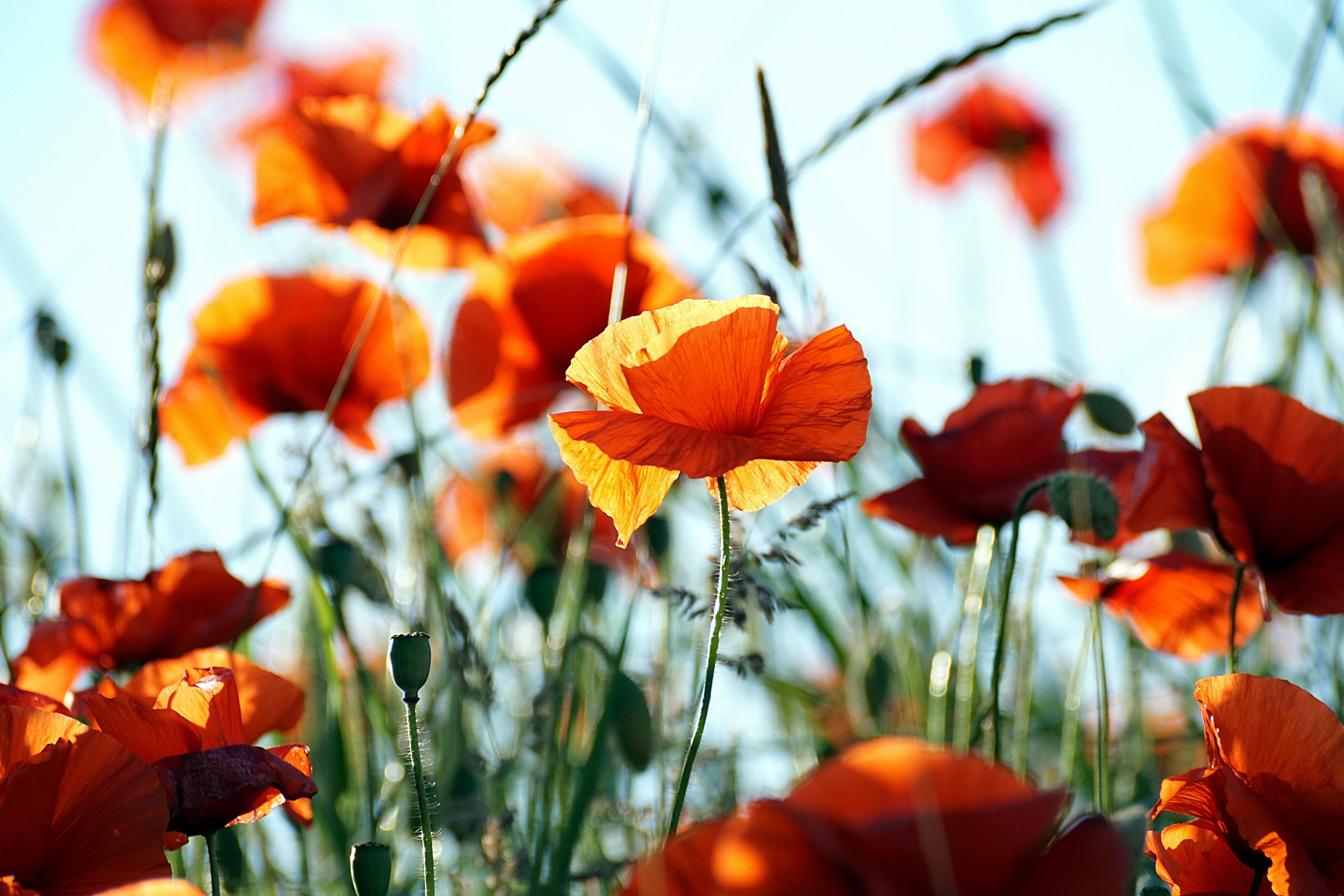 Turner Poppy Flowers White Wallpaper