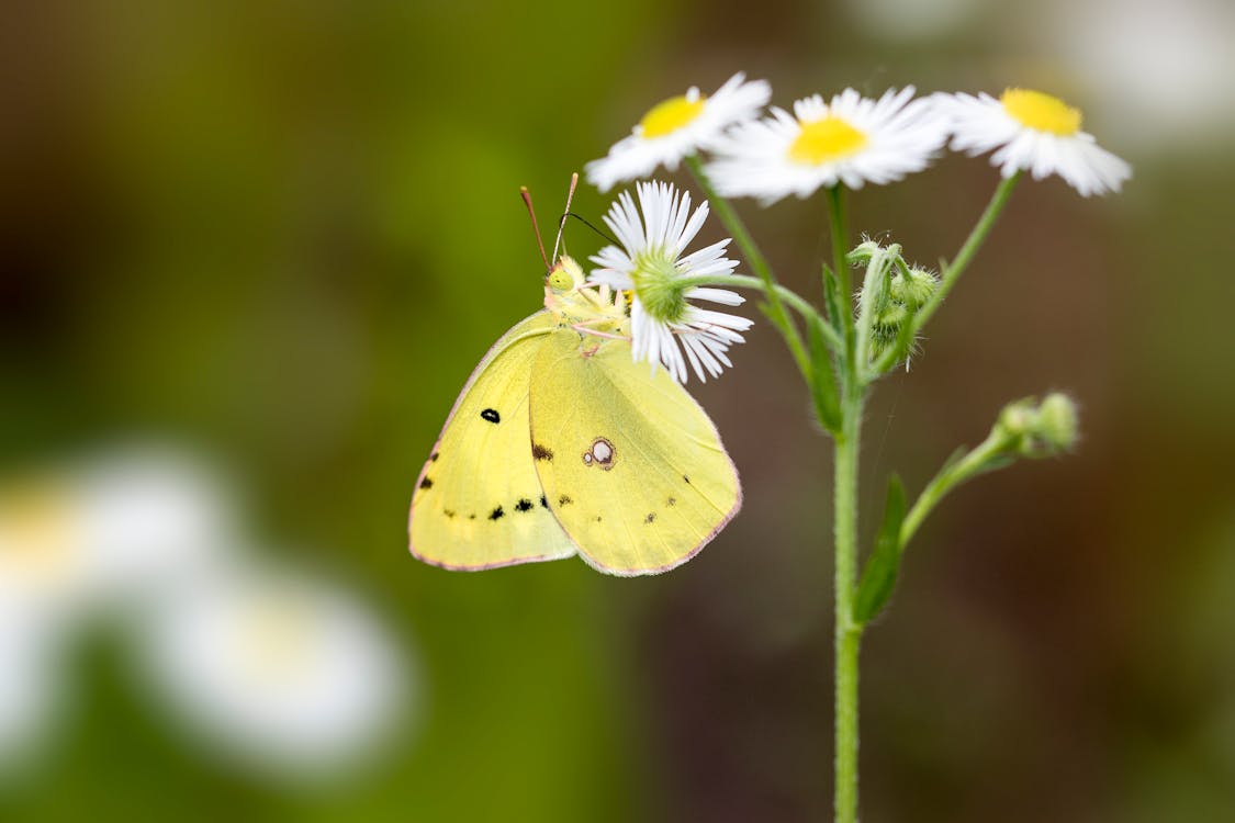 Free stock photo of butterfly on a flower