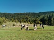 Cows Eating Grass