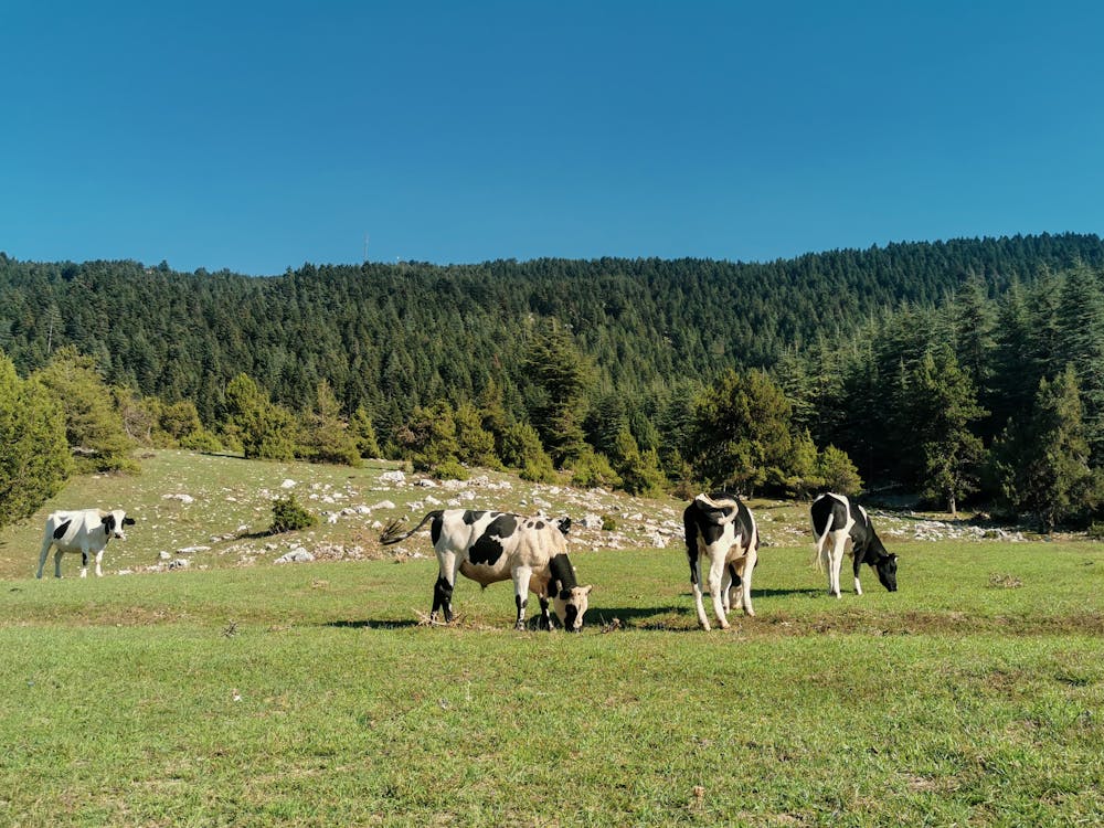 吃草, 奶牛, 牧場 的 免费素材图片