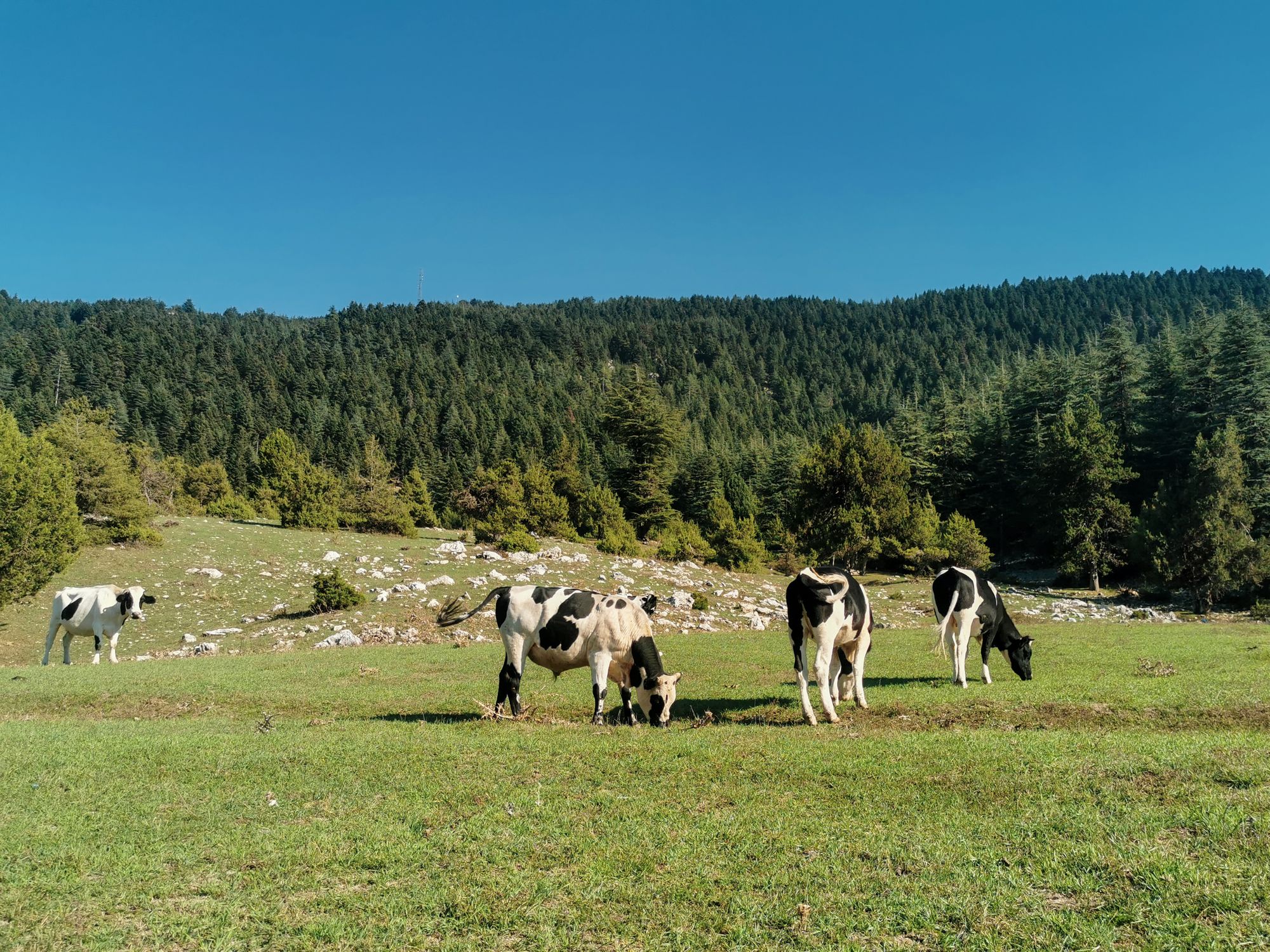 Kahramanmaraş