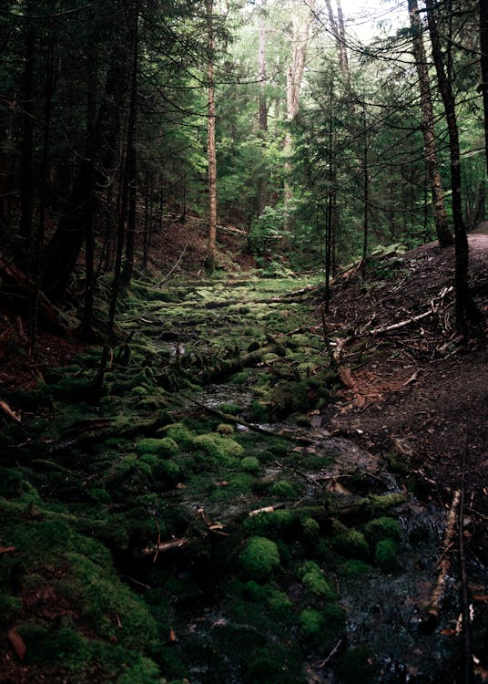 Foto d'estoc gratuïta de arbres, aventura, aventura forestal