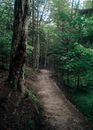 Green Trees in the Forest