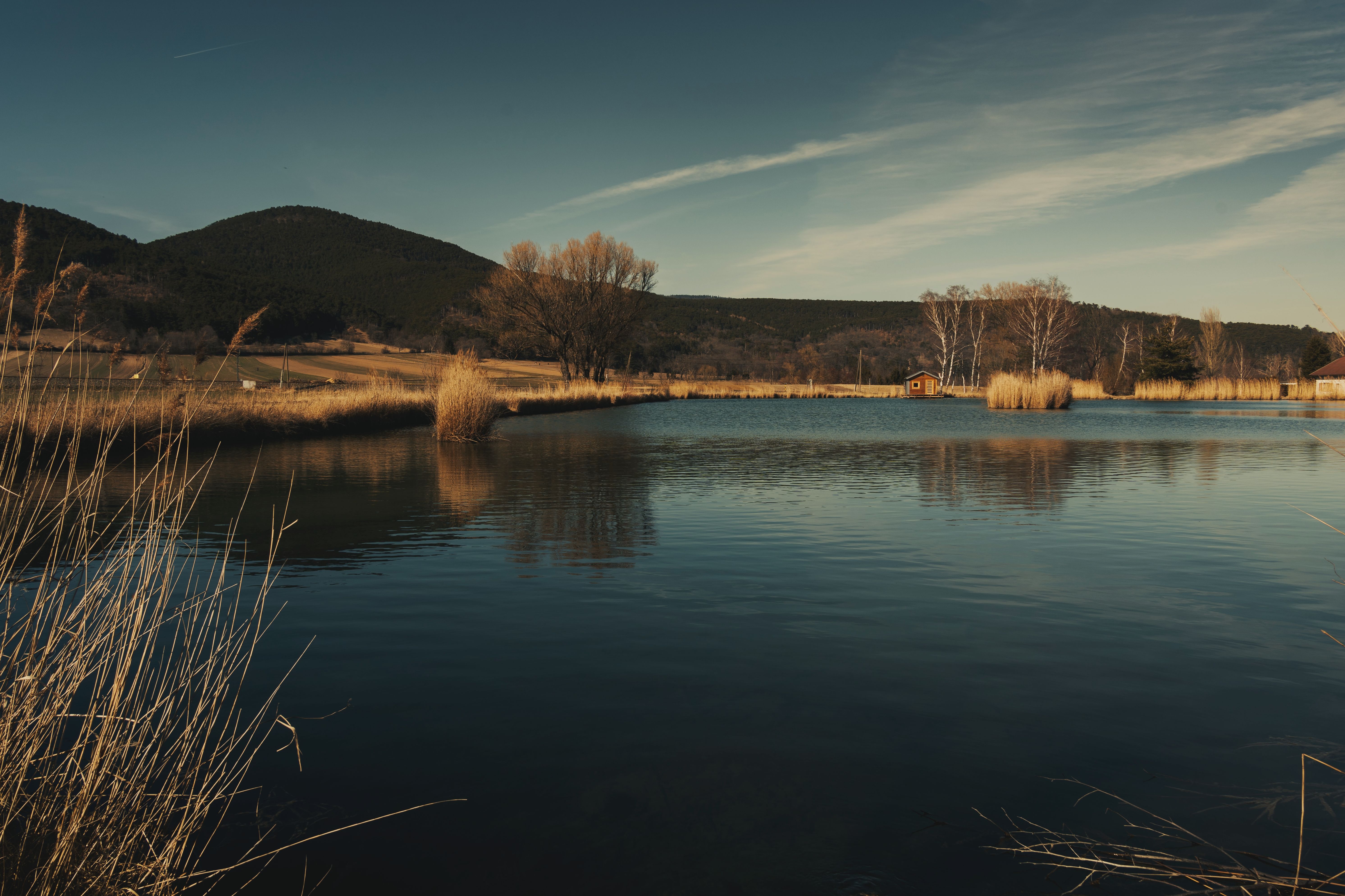 Brown Trees Beside Lake Under Blue Sky · Free Stock Photo