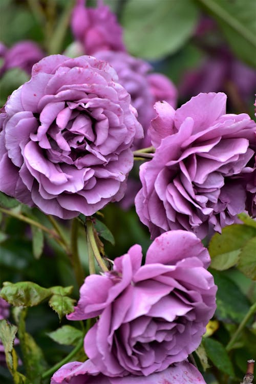 bezplatná Základová fotografie zdarma na téma detail, fialové růže, květinová fotografie Základová fotografie