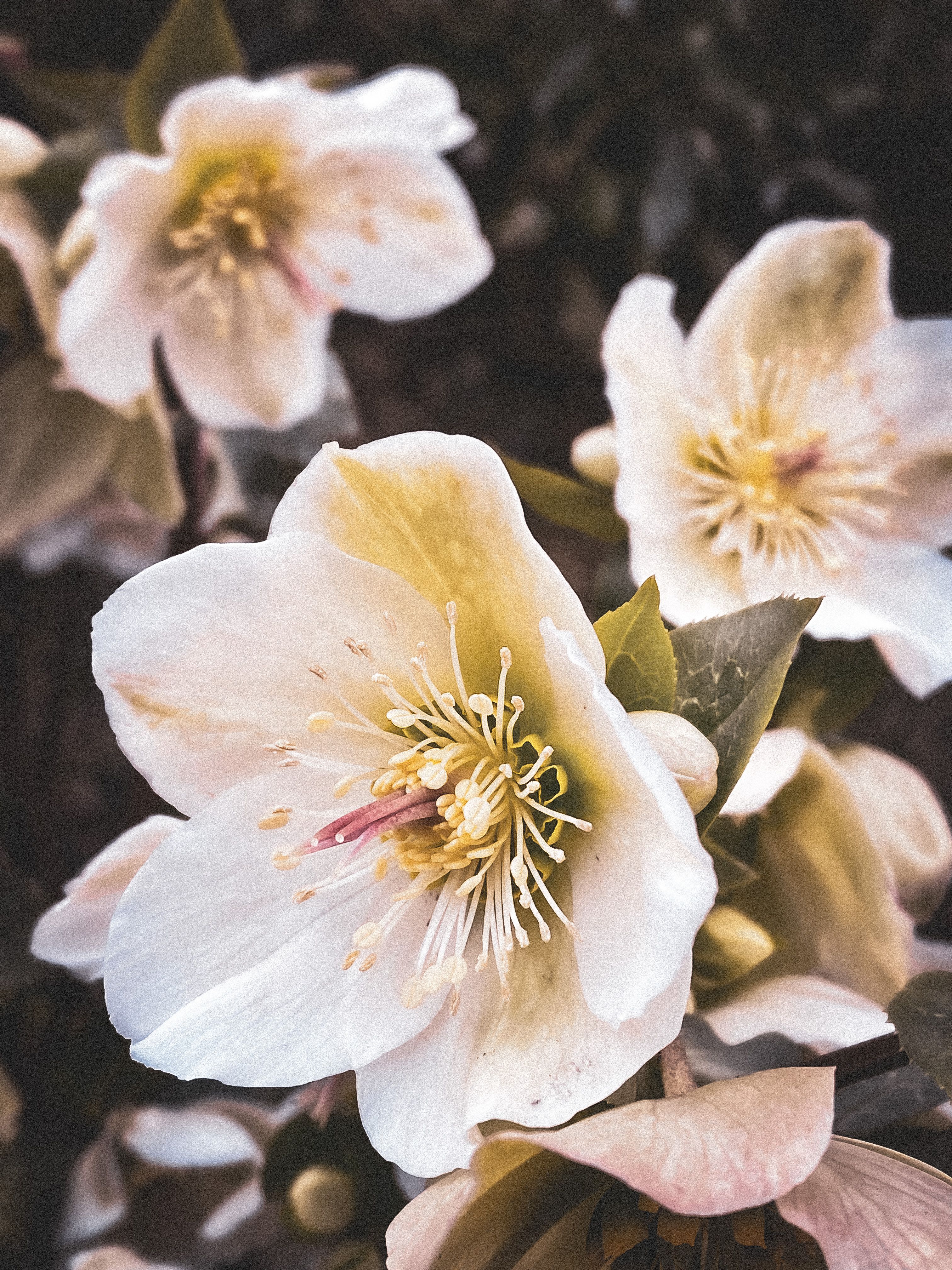 White Flowers in Close Up Shot · Free Stock Photo