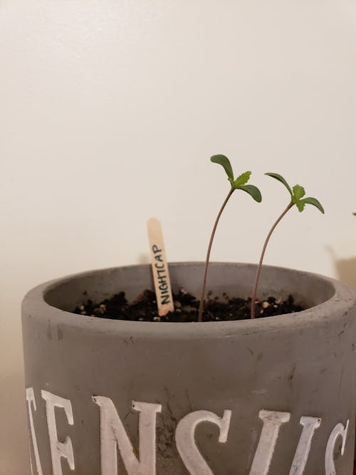 Sprouts in a Pot