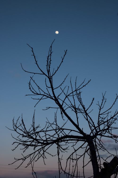 Free A leafless tree silhouette against a dusk sky with a visible moon. Stock Photo