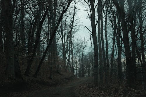 Foto d'estoc gratuïta de alba, arbres grans, arbres nus