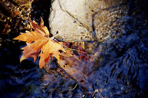 カエデ, 川, 枯れ葉の無料の写真素材