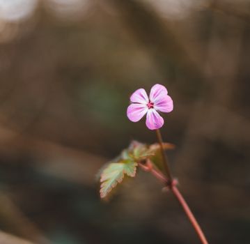 Small Pink Flower in Bloom