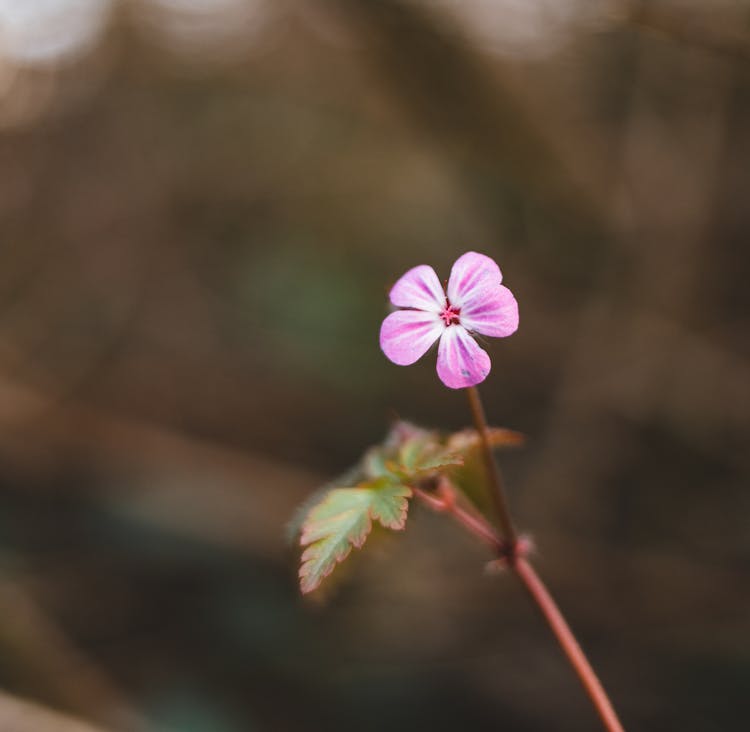 Small Pink Flower In Bloom