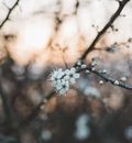 White Flower in Tilt Shift Lens