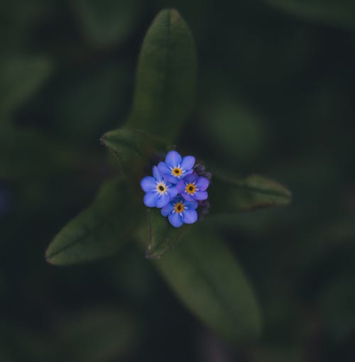 Blue Flowers in Close Up Photography