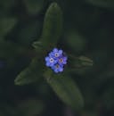 Blue Flower in Tilt Shift Lens