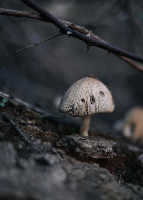 Free Detailed view of a single mushroom growing on the forest floor highlighting its intricate texture. Stock Photo