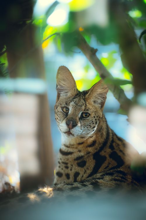 Free A serval cat rests in the sun at the Orlando Zoo, showcasing its striking spotted coat. Stock Photo