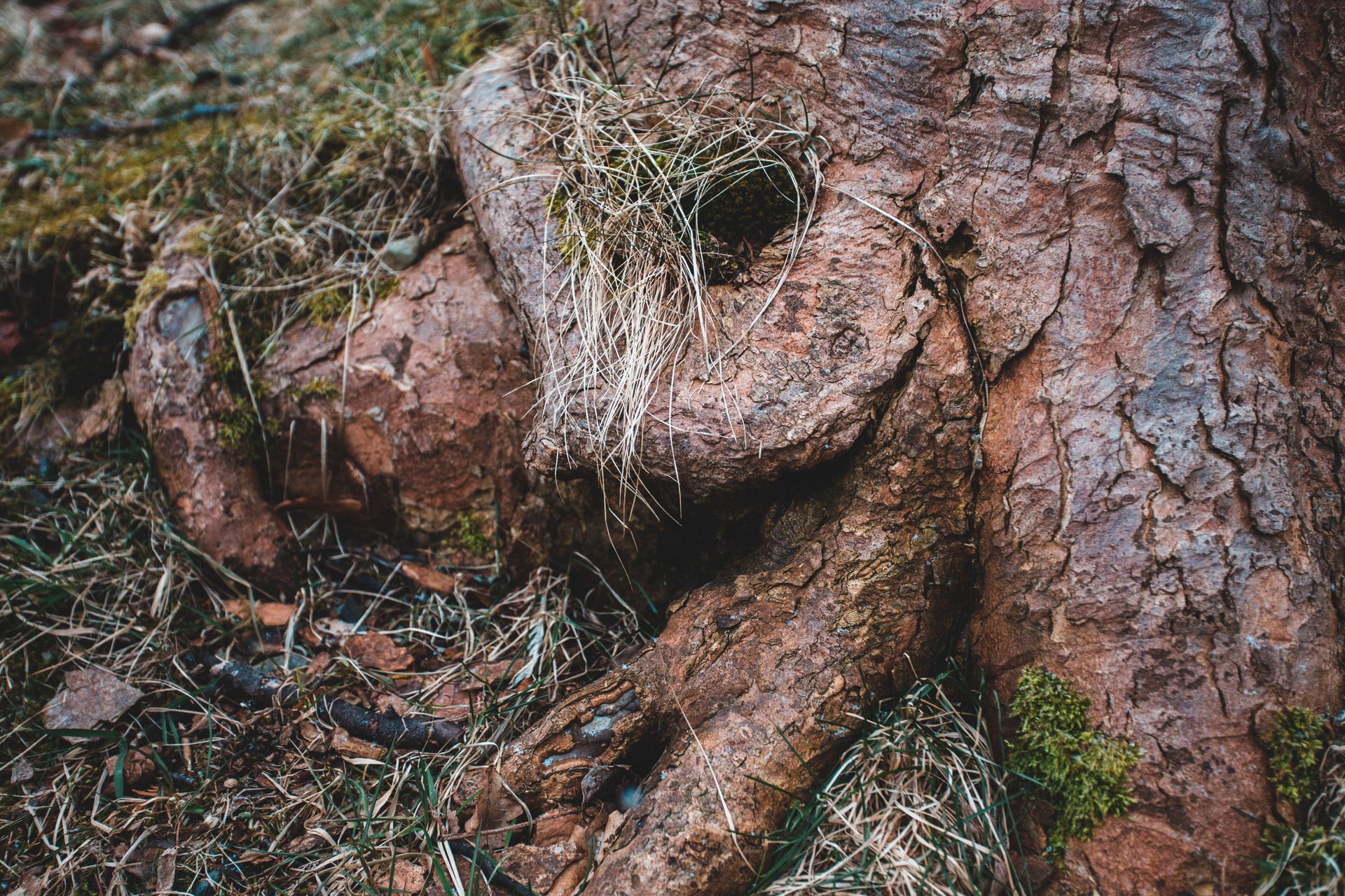 A detailed close-up of a tree trunk and roots surrounded by grass and soil.