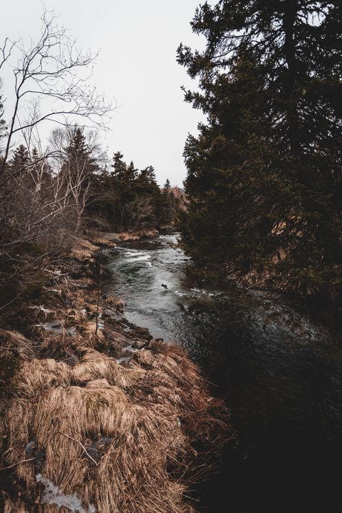 Free A tranquil winter river flowing through a forest with dry grass and evergreen trees, creating a serene outdoor scene. Stock Photo