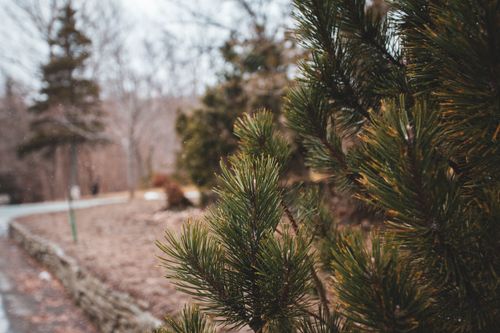 Free Detailed view of evergreen pine branches in a winter landscape. Stock Photo