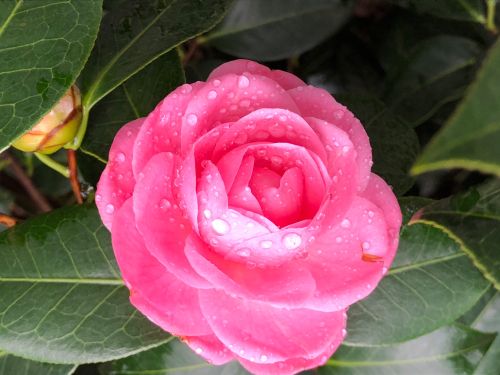 Free stock photo of beautiful flower, beautiful nature, blooming flower Stock Photo