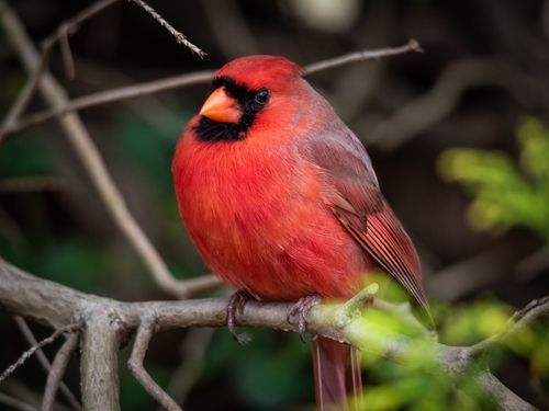 Free Close-up of a Northern Cardinal perched on a tree branch in a natural setting. Stock Photo