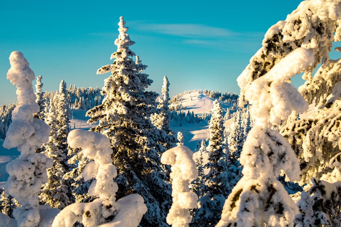 Imagine de stoc gratuită din a închide, acoperit de zăpadă, arbori