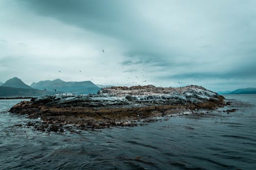 Fotos de stock gratuitas de aves, cielo nublado, costa