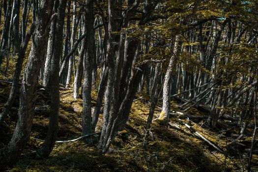 Dense forest view in Ushuaia, Argentina, showcasing tree trunks in a natural setting.