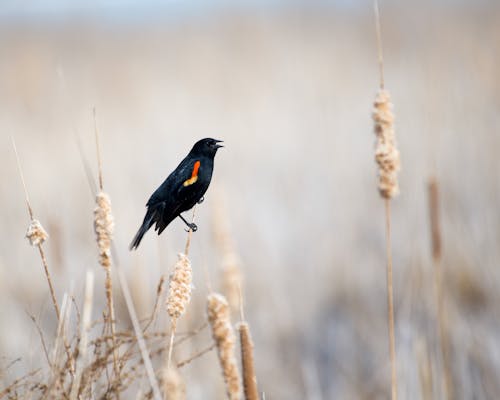 Black Bird on Brown Plant