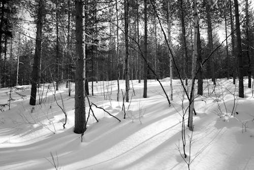 Trees on Snow Covered Ground
