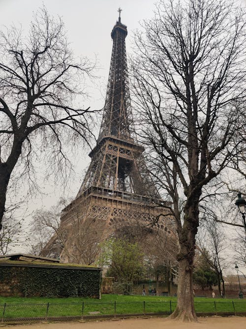 Eiffel Tower Near Bare Trees