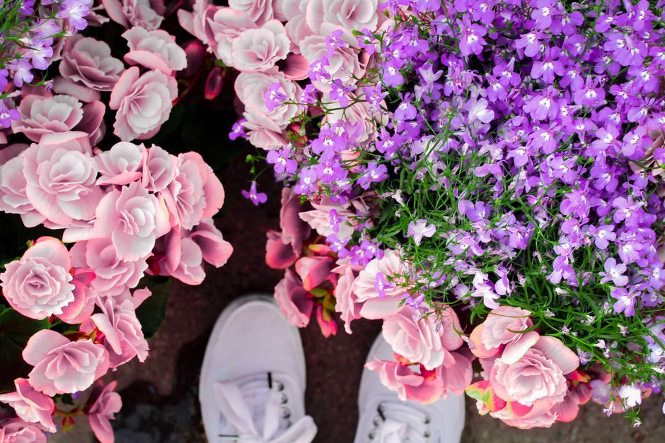 Canada's Venice Biennale Pavilion Blooms With Quiet Unease