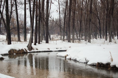 White Snow Covered Ground With Bare Trees