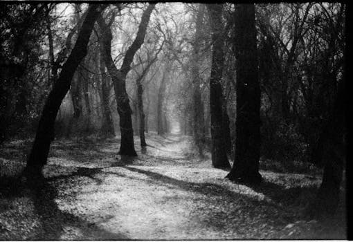 Eerie forest path shrouded in mist and shadows, evoking mystery and intrigue.