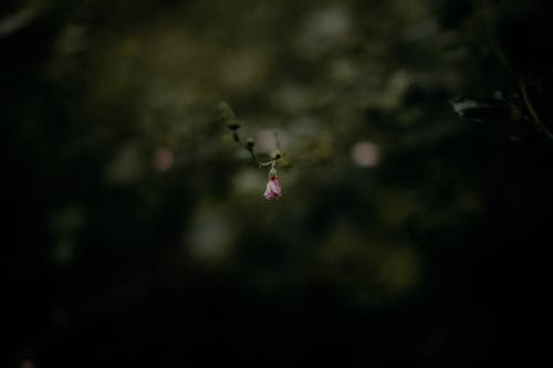 Selective Focus Photograph of a Pink Flower