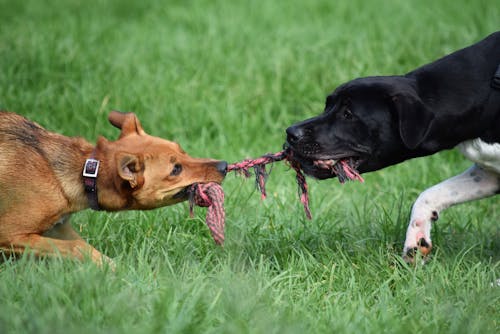 Two Dogs on Green Grass Field