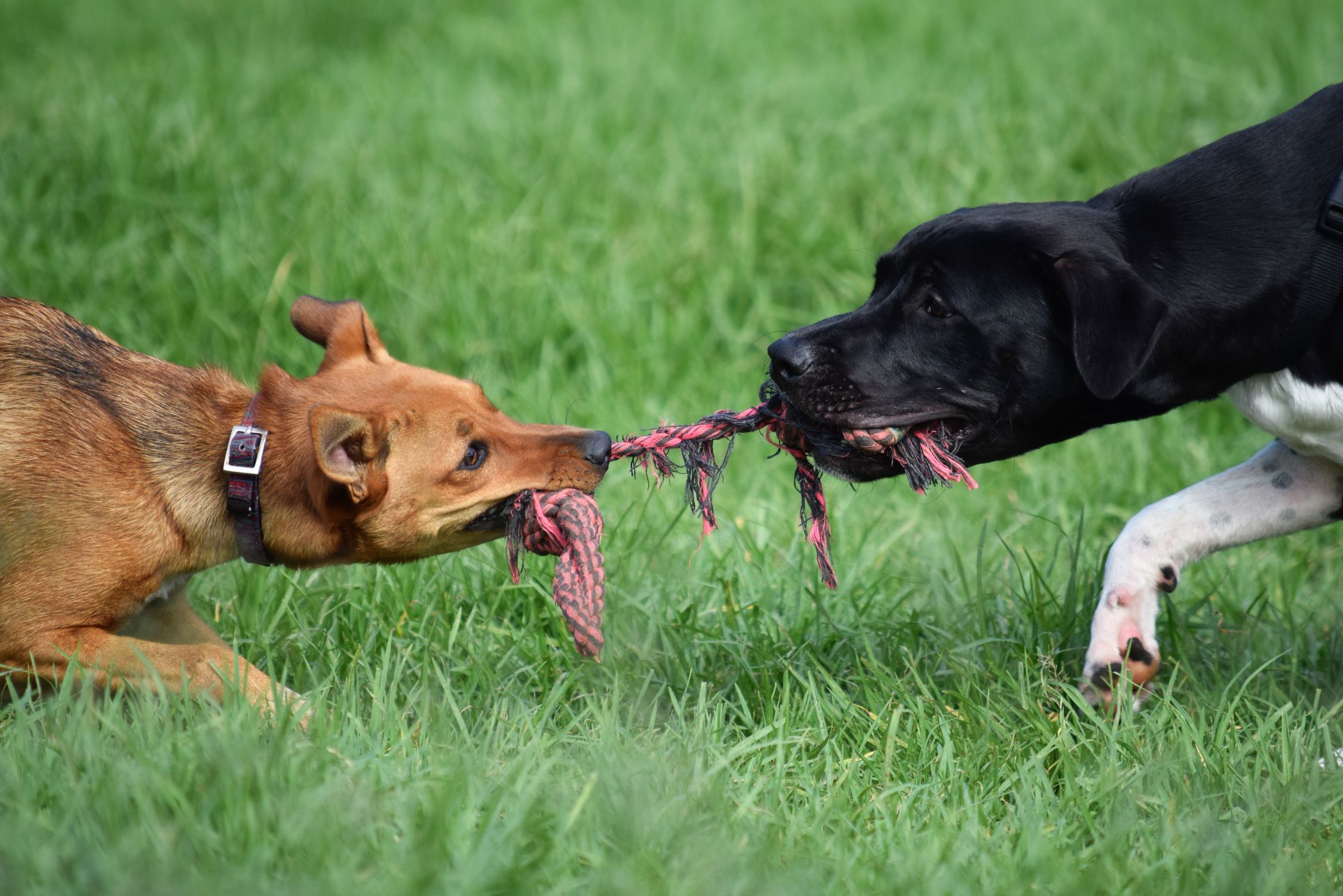 Two Dogs on Green Grass Field · Free Stock Photo