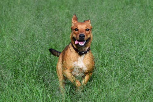 Cute puppy dog running through field 