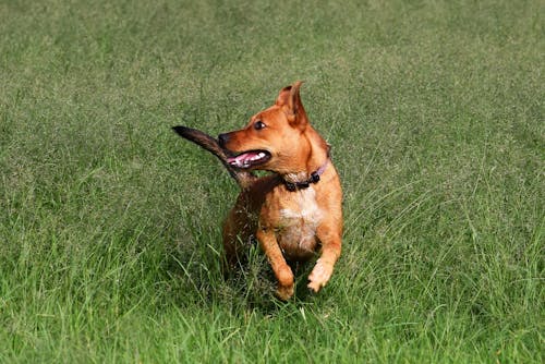 Photo of a Brown Dog on the Grass