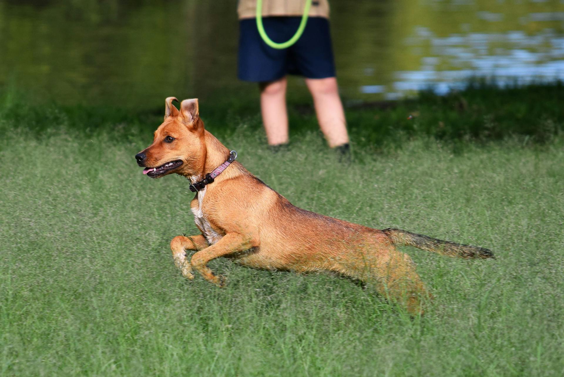 Dog Running in the Field