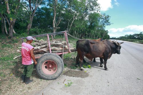 Free Oxen pulling a cart loaded with logs, guided by a farmer on a rural road. Stock Photo