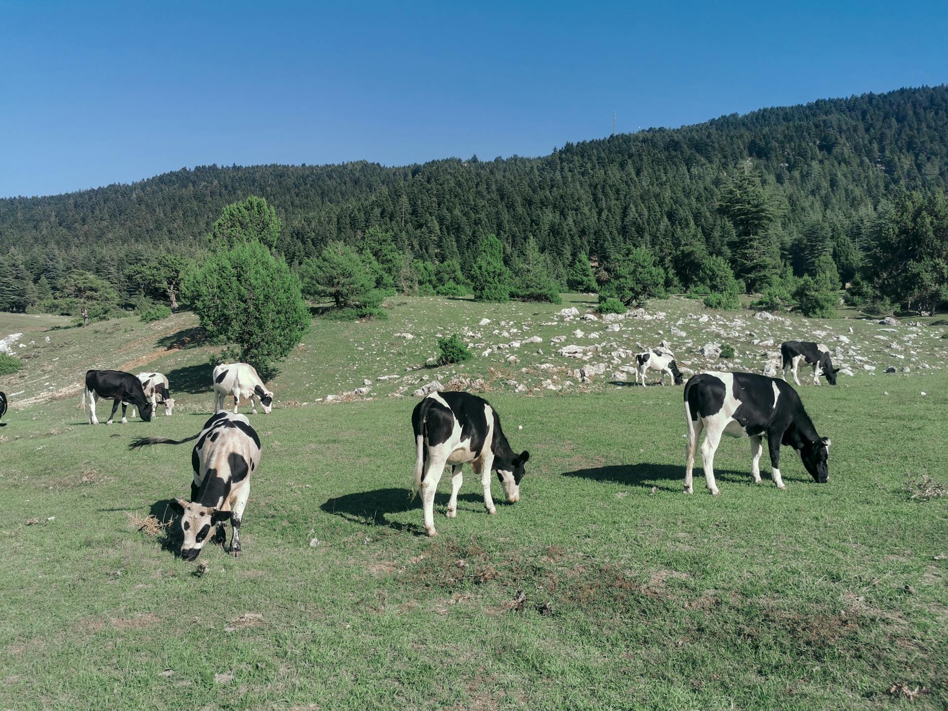 Piebald Cows Grazing in Green Field