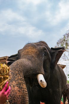A close-up of an Asian elephant reaching for food outdoors on a bright day.